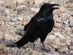 Common ravens are fun to observe and one of the few bird species that can
be seen year round below sea level in Death Valley National Park. Ravens
eat young desert tortoises with their big, powerful beaks; a recent 700%
increase in the Mojave Desert raven population has played a part in making
the desert tortoise a threatened species. Please don't feed ravens or any
other wildlife. (Photo by Vicki Wolfe)
